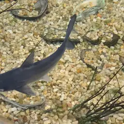 Paroon Shark, photo 6