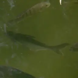 Paroon Shark, photo 7