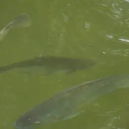 Paroon Shark, photo 8