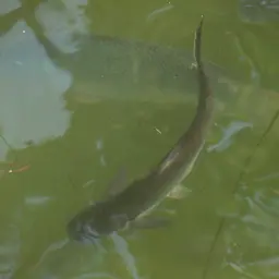 Paroon Shark, photo 9