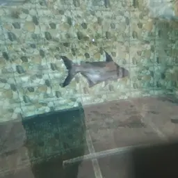 Paroon Shark, photo 10