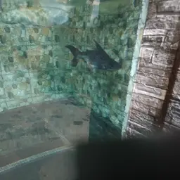 Paroon Shark, photo 11