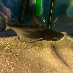 Paroon Shark, photo 12