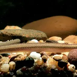 Eel Loach