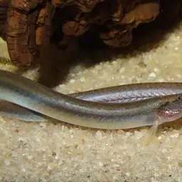 Eel Loach, photo 2