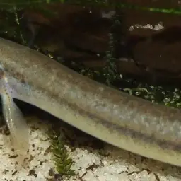 Eel Loach, photo 3