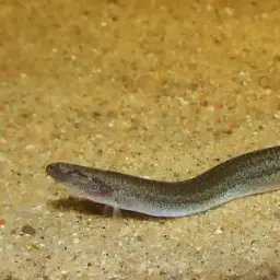 Eel Loach, photo 4