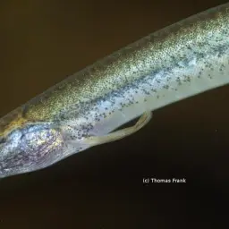Eel Loach, photo 5