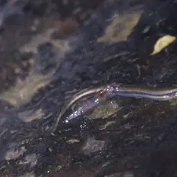 Eel Loach, photo 6