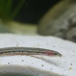 Eel Loach, photo 7