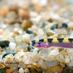 Kuhli Loach, photo 1