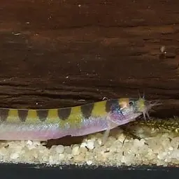 Kuhli Loach, photo 2