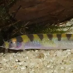 Kuhli Loach, photo 3
