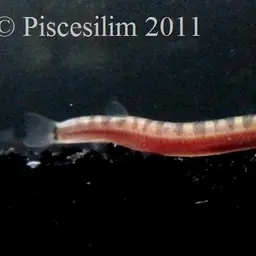 Kuhli Loach, photo 4