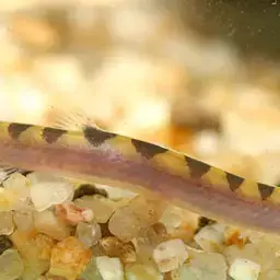 Kuhli Loach, photo 5