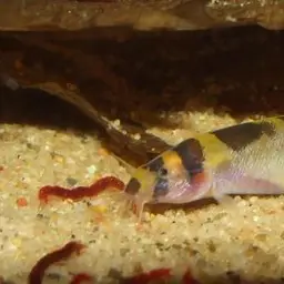 Kuhli Loach, photo 6