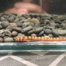 Kuhli Loach, photo 7