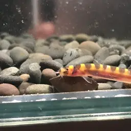 Kuhli Loach, photo 8