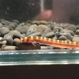 Kuhli Loach, photo 9