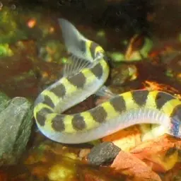Kuhli Loach, photo 10