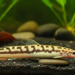 Kuhli Loach, photo 11