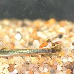 Golden Kuhli Loach, photo 2