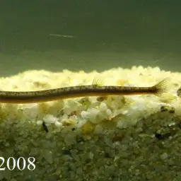 Golden Kuhli Loach, photo 3