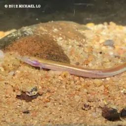 Golden Kuhli Loach, photo 4