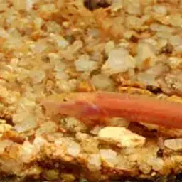 Golden Kuhli Loach, photo 6