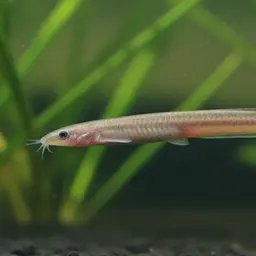 Golden Kuhli Loach, photo 1