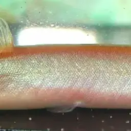 Kuhli Loach, photo 1
