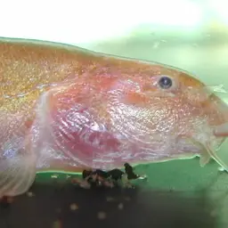 Kuhli Loach, photo 2