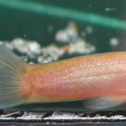 Kuhli Loach, photo 3