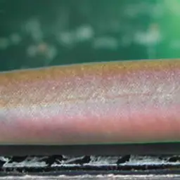 Kuhli Loach, photo 4