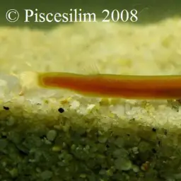 Kuhli Loach, photo 5