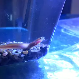Kuhli Loach, photo 6