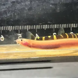 Kuhli Loach, photo 7