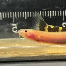 Kuhli Loach, photo 8