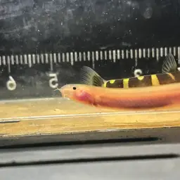 Kuhli Loach, photo 9