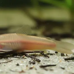 Kuhli Loach, photo 10