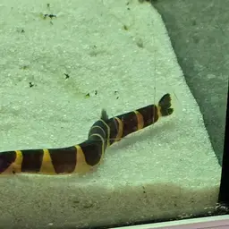Kuhli Loach