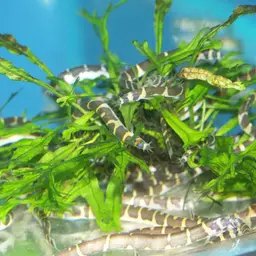 Kuhli Loach, photo 2