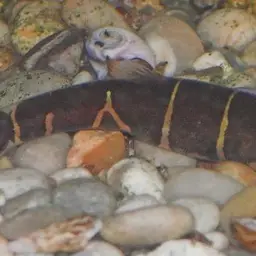 Kuhli Loach, photo 3