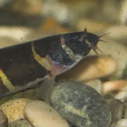 Kuhli Loach, photo 4