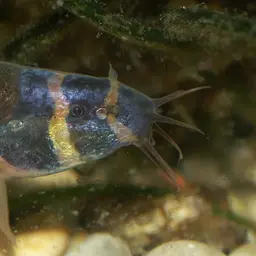 Kuhli Loach, photo 5