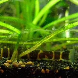 Kuhli Loach, photo 6