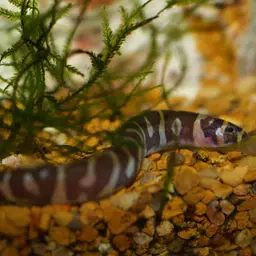 Kuhli Loach, photo 7