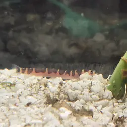 Kuhli Loach, photo 8