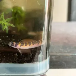 Kuhli Loach, photo 9