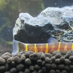 Kuhli Loach, photo 10